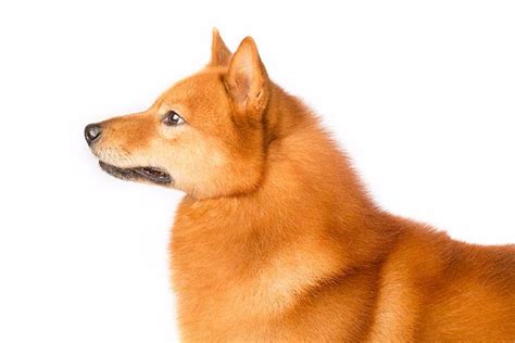 finnish spitz dog breed information spitz dog breeds spitz dogs dog breeds