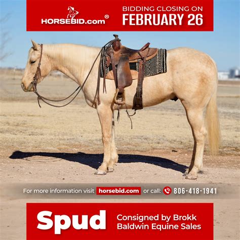 “spud” 4 Yr Old 151hh Palomino Aqha Gelding Exclusively Available On