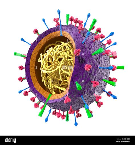 Colored Particle Of Flu Virus H1n1 H5n1 Influenza A Virus Virion