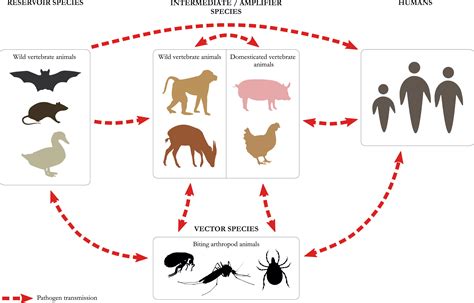 Averting Wildlife Borne Infectious Disease Epidemics Requires A Focus