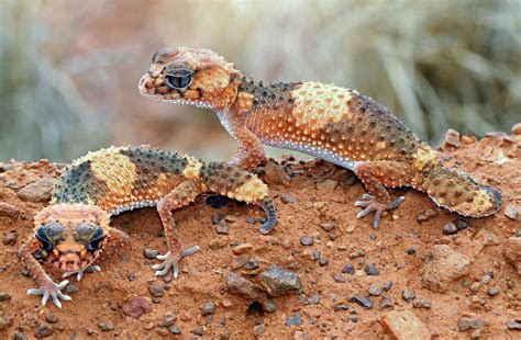 Wallpaper Animals Lizards Wildlife Reptiles Gecko Lizard Fauna