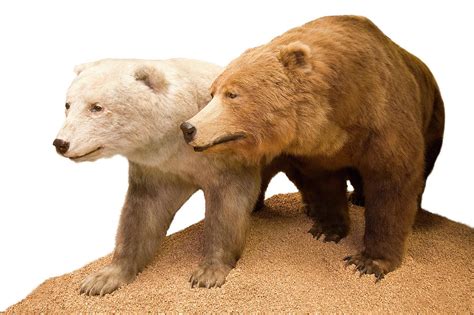 Grizzly Polar Bear Hybrid Specimen Photograph By Natural History Museum
