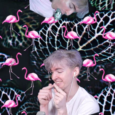 Wallpaper Roblox Flamingo Meme Albert
