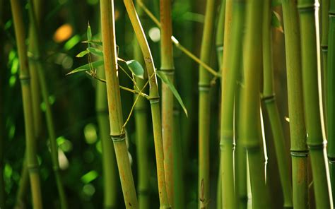 44 Bamboo Grass Wallpaper Wallpapersafari