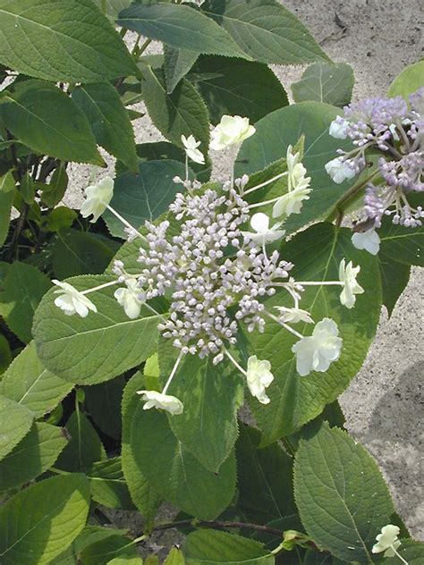 Hydrangea Involucrata Plena Cotswold Garden Flowers