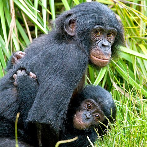 Bonobo Animals Wiki Fandom