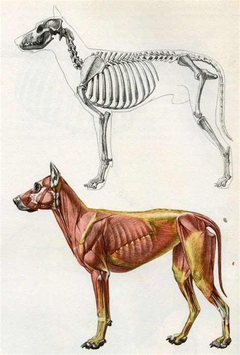 Muscles Dog Anatomy Canine Drawing Animal Sketches