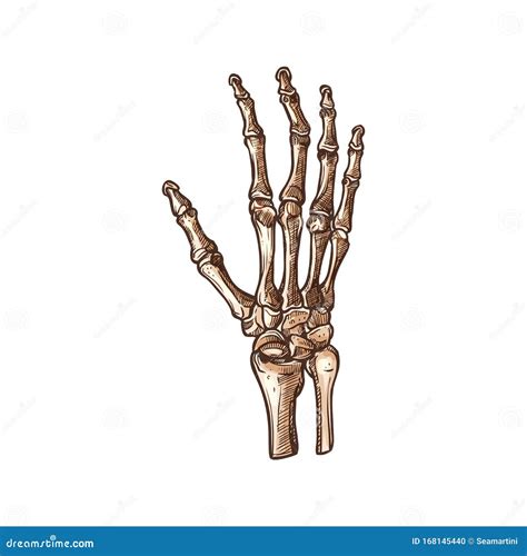 Esqueleto De Muñeca Humana Aislado Huesos Carpiano Mano Ilustración