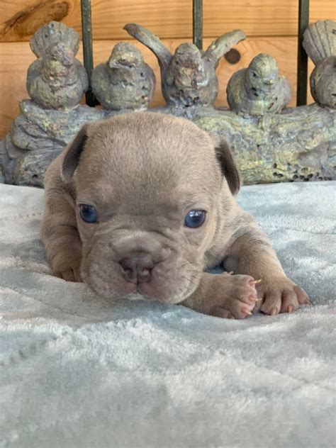 Will depend on the breed. Sold-Felix Lilac French Bulldog Male - The French Bulldog