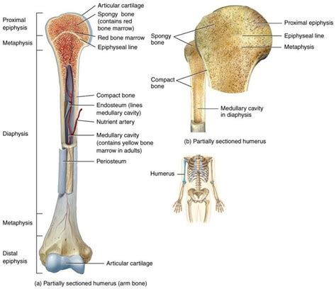 Graphic with skull and sesamoid body part. www.anatomylibrary.us wp-content uploads 2016 12 gross ...