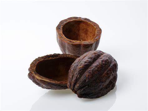 Cáscara De Cacao Ibktropic