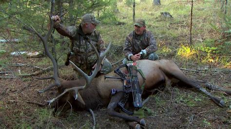 The Most Effective Method To Properly Shoot An Elk With A Rifle Outdoor