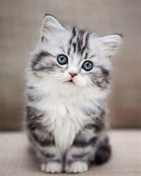Top 10 Most Beautiful Cat Breeds In The World In 2020 Kittens Cutest