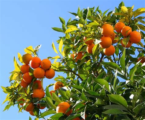 Arancio Citrus Sinensis Frutteto Arancio Frutteto