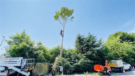 Tree Surgeon Bridport Devon Arborists 07485 411618
