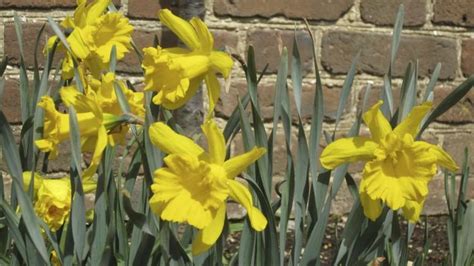 Maximus Daffodil · George Washingtons Mount Vernon