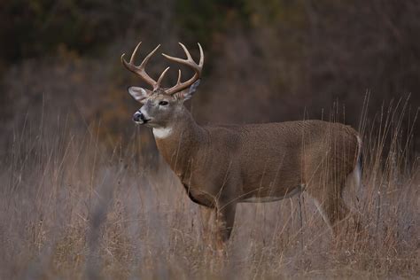Wild White Tailed Deer Facts Flipboard