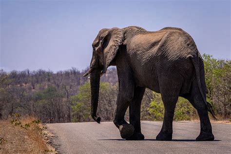 Elephant African Bush Elephant Safari South Africa Africa Nature
