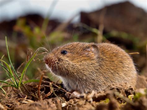 Common Vole Microtus Arvalis On The Ground In A Fi P6hudcg Owenhouse