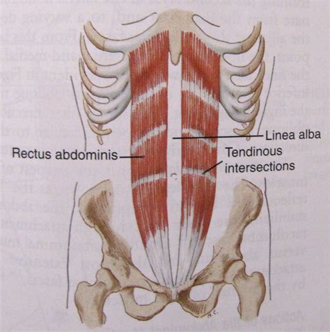 Notes on Anatomy and Physiology: Slings at the Front, Slings at the Back