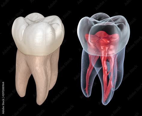 Dental Root Anatomy First Maxillary Molar Tooth Medically Accurate