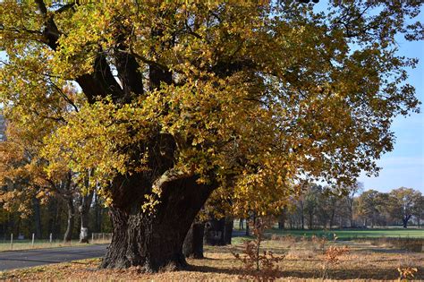 Carvalho Árvore De Folha Caduca · Foto Gratuita No Pixabay