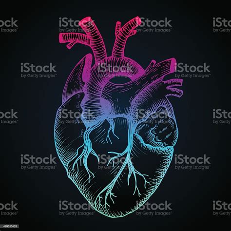 Anatomical Heart Vector Vintage Style Detailed Illustration Human Organ