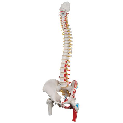 Colored Flexible Spine Anatomical Mode Life Size Human Spine Model With