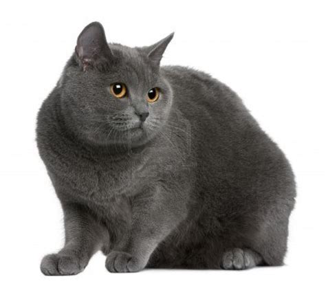 Chartreux Information Health Pictures And Training Pet Paw