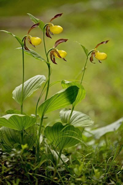 Print Of Ladys Slipper Orchid In Flower In Woodland Dolomites Italy