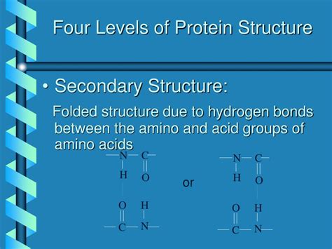 Ppt Protein Structure And Enzyme Function Powerpoint Presentation