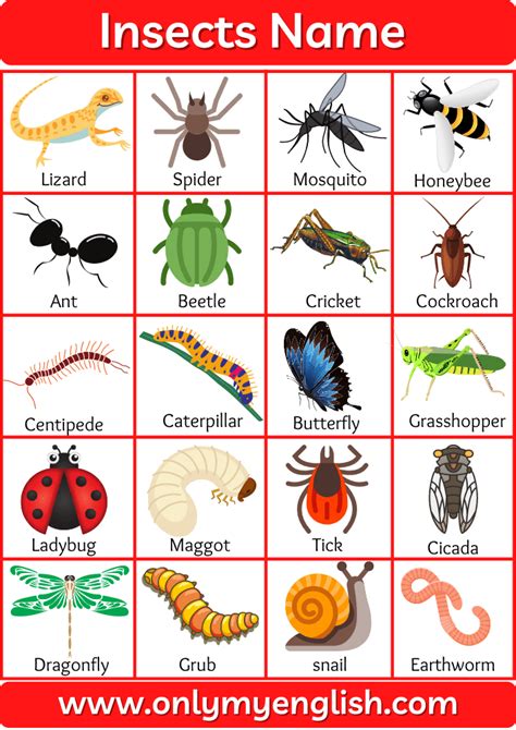 Insects Name List Of Insect Names In English With Pictures Onlymyenglish