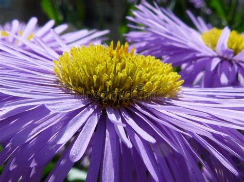 Purple Spring Flower With Yellow Centre In Close Up Stock Image Image