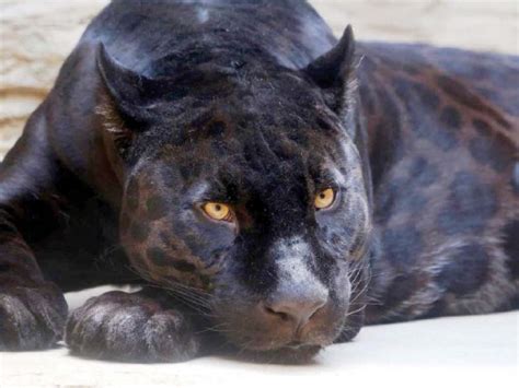Rare Black Jaguars To Undergo Fertility Tests At Lahore Zoo Safari