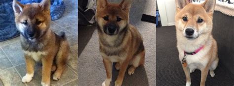 The shiba inu (柴犬, japanese: For anyone wondering how their shiba's colours will change: 11 weeks, 6 months, 2.5 years : shiba