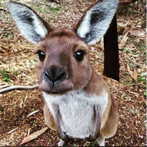 Kangaroo Cute Puresa