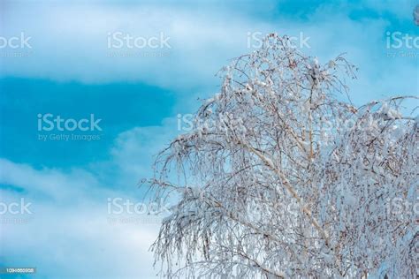 White Birch Tree In Snow Stock Photo Download Image Now Beauty
