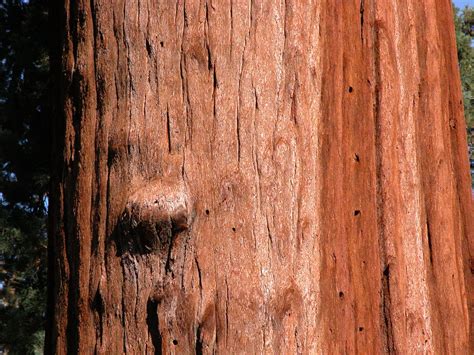 The Science Mans Blog The Giant Sequoia