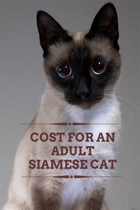 We did not find results for: How Much Do Siamese Cats Cost? | Siamese of Day | Siamese ...