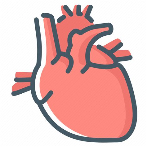Anatomy Cardiology Heart Organ Icon Download On Iconfinder