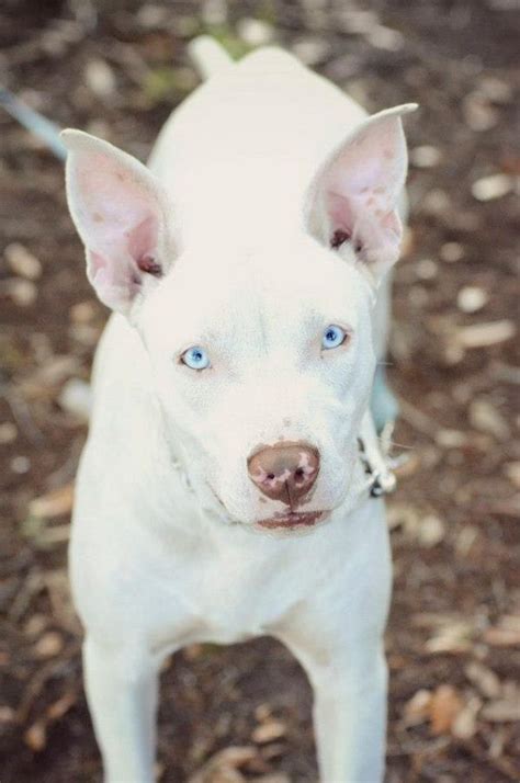 White Pitbull Puppies With Blue Eyes