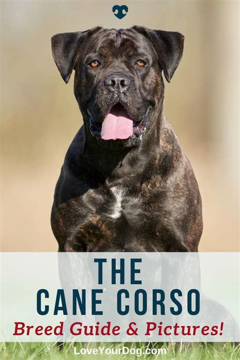 Cane Corso Dog Breed Information Facts Traits Pictures And More
