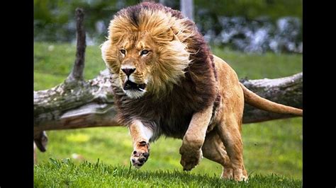 Leão Atacando Guinu Ataque Surpreendente Animais Selvagens Youtube