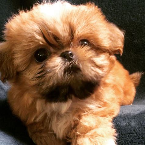 Shih Tzu Affectionate And Playful In 2020 With Images Shih Tzu
