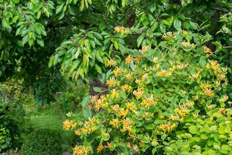 Narcisi giallo piccoli fiori giardino. Fiori Gialli Di Un Arbusto Del Caprifoglio Immagine Stock - Immagine di climber, cespuglio ...
