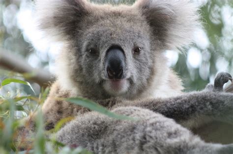 Australian Outback Explorers Seek Koalafornia At The San Diego Zoo