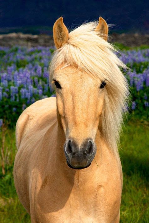 17 Cutest Ponies Ever Ideas Cute Ponies Horses Pretty Horses