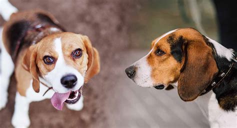 Foxhound Vs Beagle Which Dog Is Right For You
