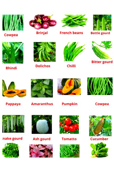 Natural Green Vegetable Seeds Combo Packs 20 Varieties Packaging Size