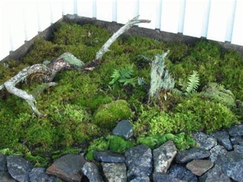 How To Create A Moss Garden Dengarden